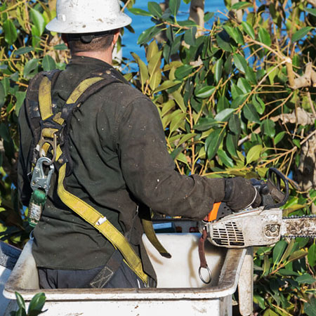 tree-cutting-services-los-angeles-2