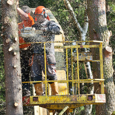 tree-cutting-services-los-angeles-3