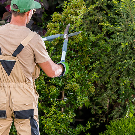 tree-cutting-services-los-angeles-4