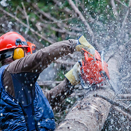 tree-cutting-services-los-angeles-5