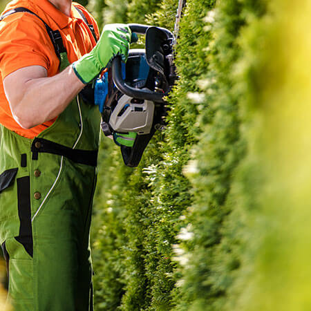 tree-cutting-services-los-angeles-6