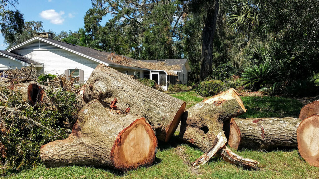Damaged tree cut into pieces for removal
