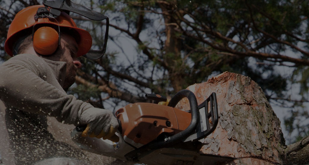 TreeRemoval BrushClearing Services LosAngeles