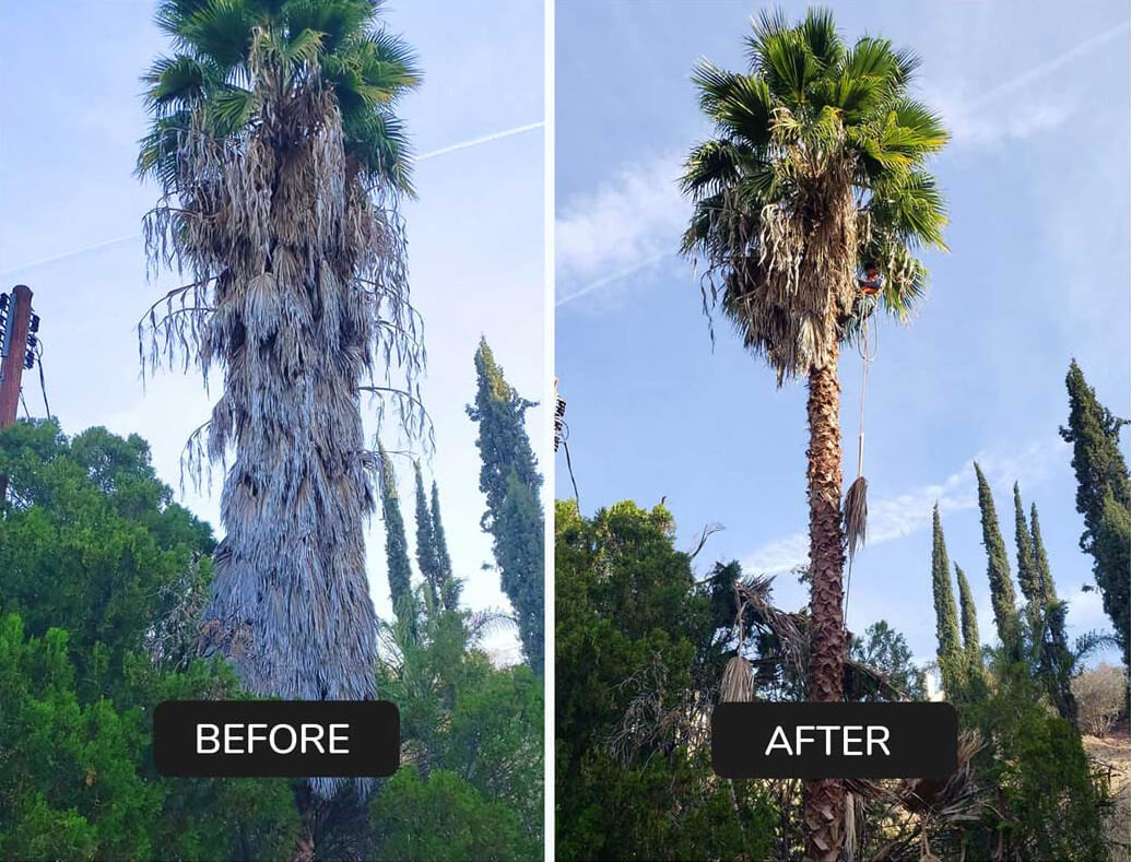 Tree trimming before and after