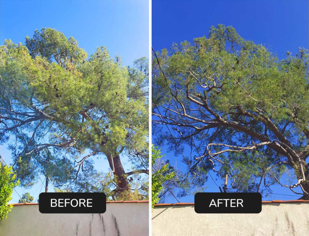 Tree Trimming Before and After