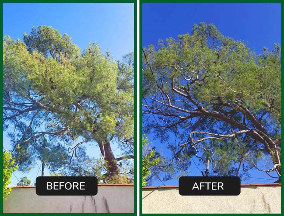 Tree Trimming by Green Leaf Zone