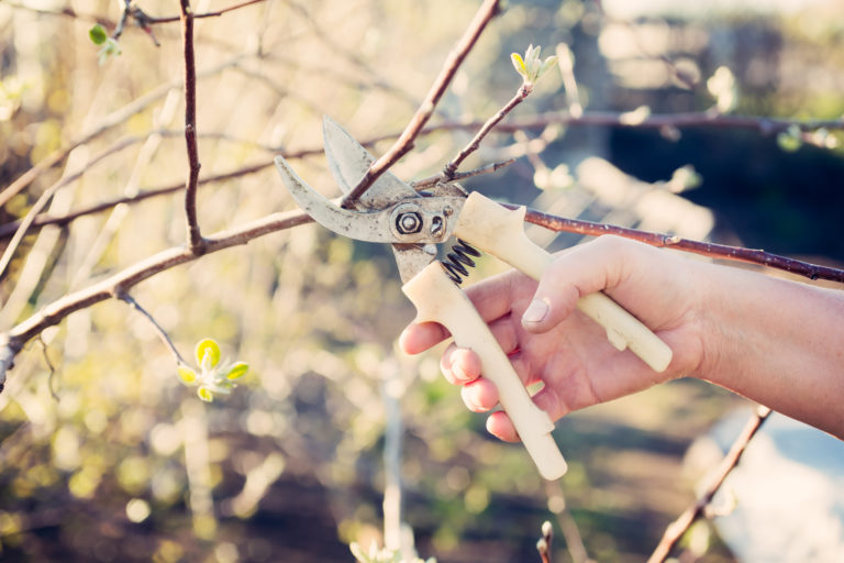 Person holding secateurs to prune trees.