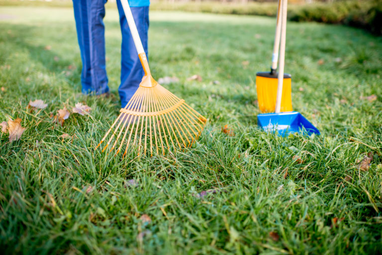 Person wearing jeans clearing dead brush with a rake and creating defensible space.