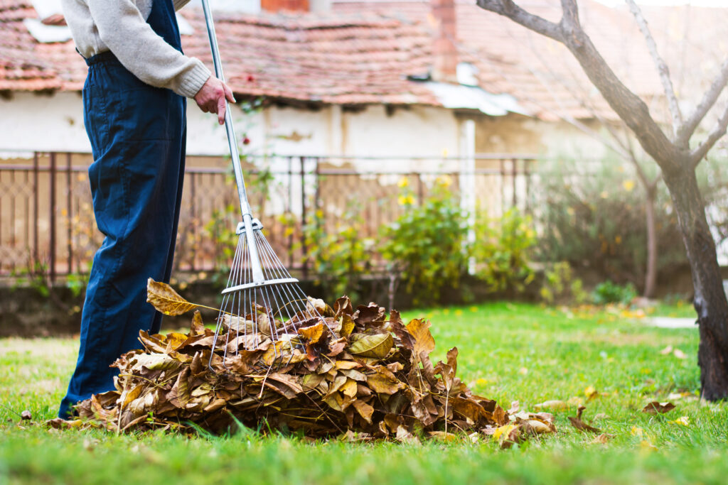 Man collecting fallen autumn leaves in the home yard providing brush clearing in los angeles