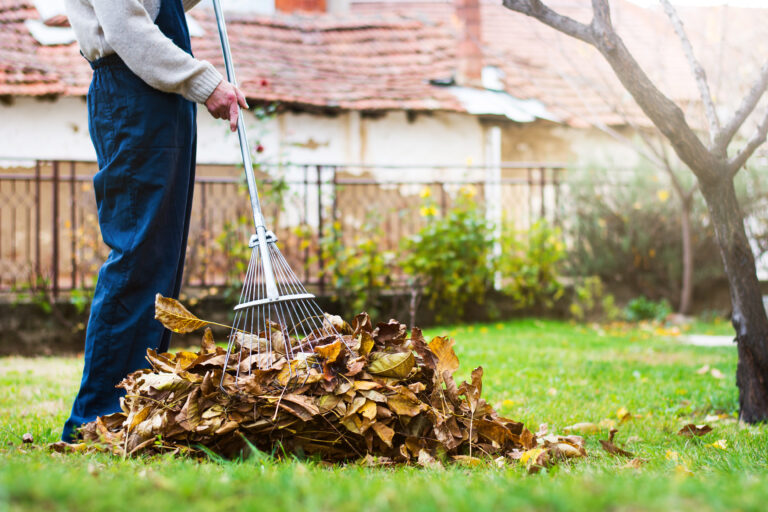 Man collecting fallen autumn leaves in the home yard scaled