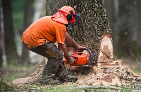 How Long Does Tree Removal Take?