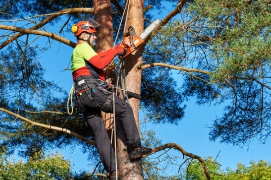 Why Is Tree Removal So Expensive?